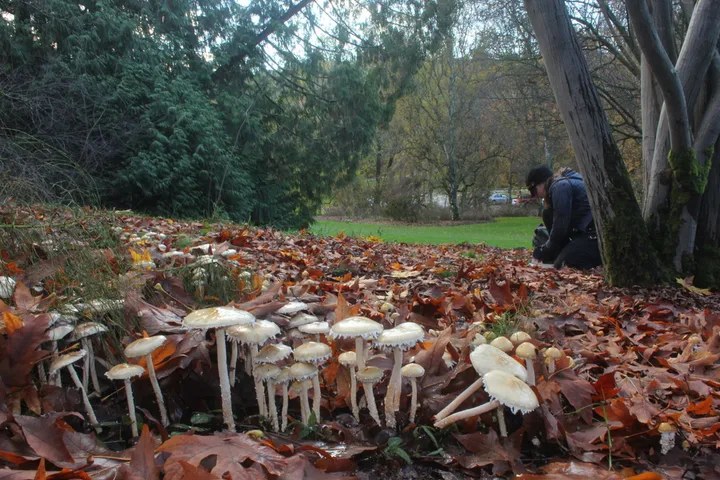 Foto yang diasosiasikan dengan Stropharia ambigua pada iNaturalist