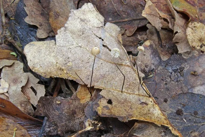 Foto yang diasosiasikan dengan Marasmius bulliardii pada iNaturalist
