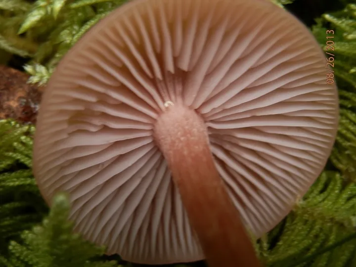 Foto yang diasosiasikan dengan Laccaria bicolor pada iNaturalist
