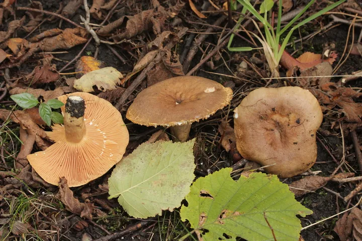 Foto yang diasosiasikan dengan Lactarius pyrogalus pada iNaturalist