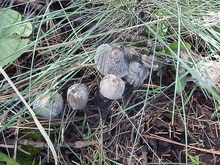 Foto yang diasosiasikan dengan Coprinopsis jonesii pada iNaturalist