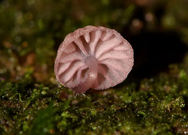 Foto yang diasosiasikan dengan Mycena nebula pada iNaturalist