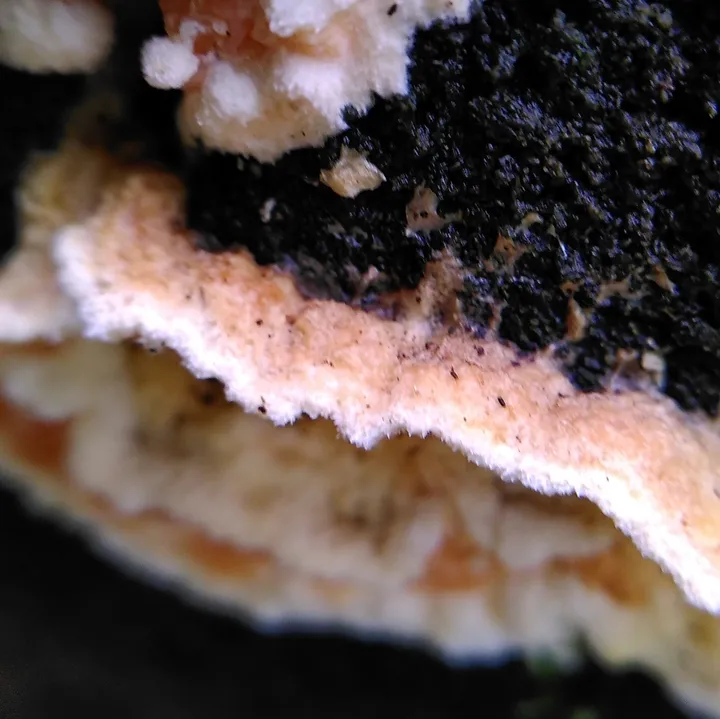 Foto yang diasosiasikan dengan Leucogyrophana mollusca pada iNaturalist