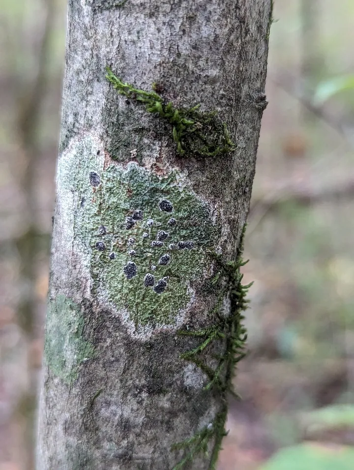 Foto yang diasosiasikan dengan Glyphis cicatricosa pada iNaturalist
