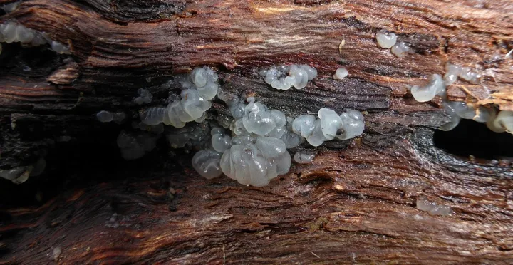 Foto yang diasosiasikan dengan Tremella globispora pada iNaturalist