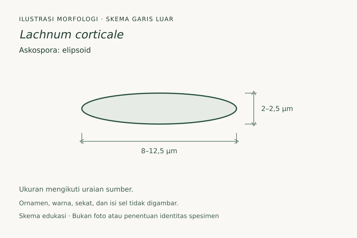 Skema garis luar askospora Lachnum corticale: elipsoid, ukuran 8–12,5 × 2–2,5 µm