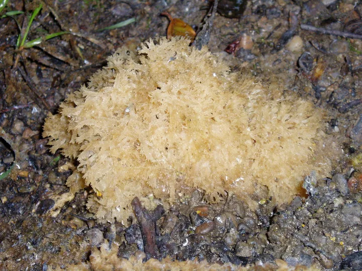Foto yang diasosiasikan dengan Scorias spongiosa pada iNaturalist