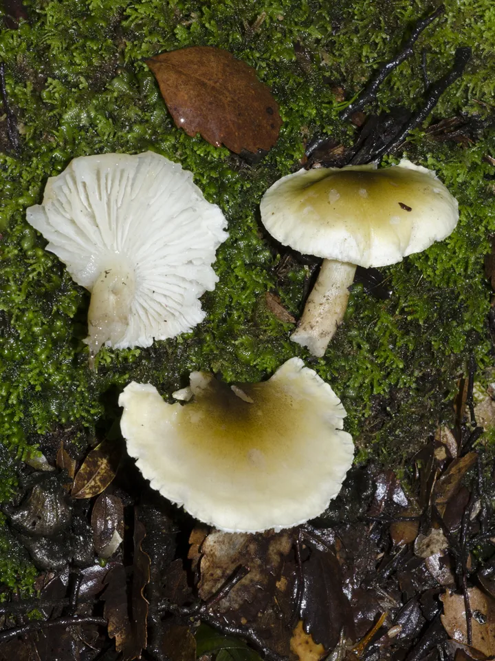 Foto yang diasosiasikan dengan Tricholoma viridiolivaceum pada iNaturalist