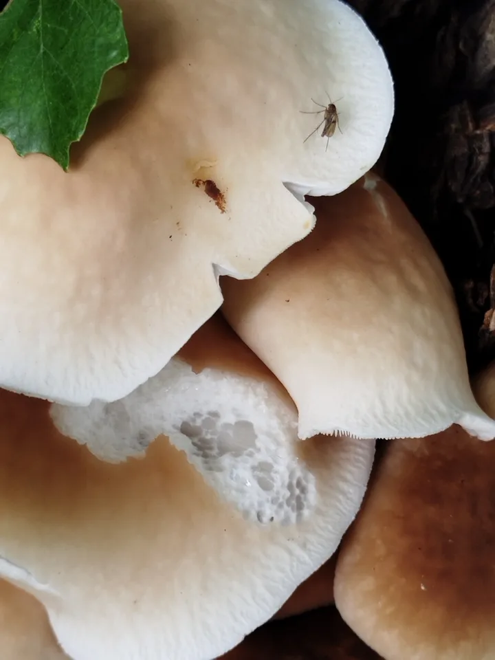 Foto yang diasosiasikan dengan Cyclocybe cylindracea pada iNaturalist
