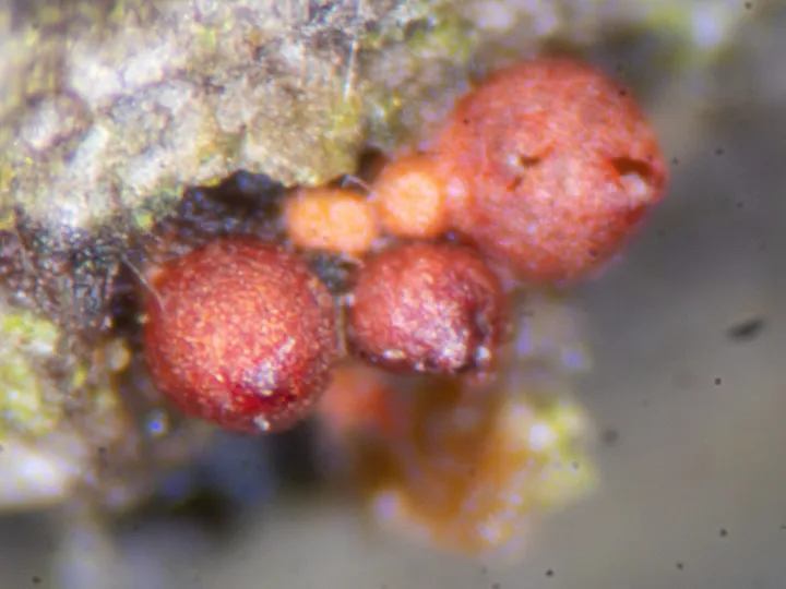 Foto yang diasosiasikan dengan Neonectria coccinea pada iNaturalist