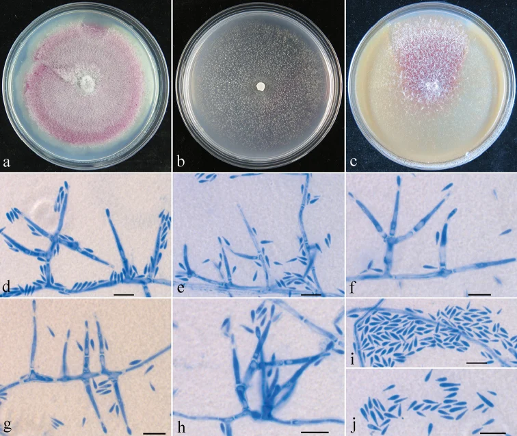 Pelat morfologi Geejayessia clavata, dipetakan ke Fusarium longyuwanense dalam backbone profil