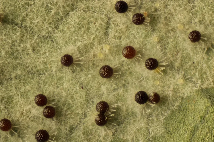 Foto yang diasosiasikan dengan Erysiphe azaleae pada iNaturalist