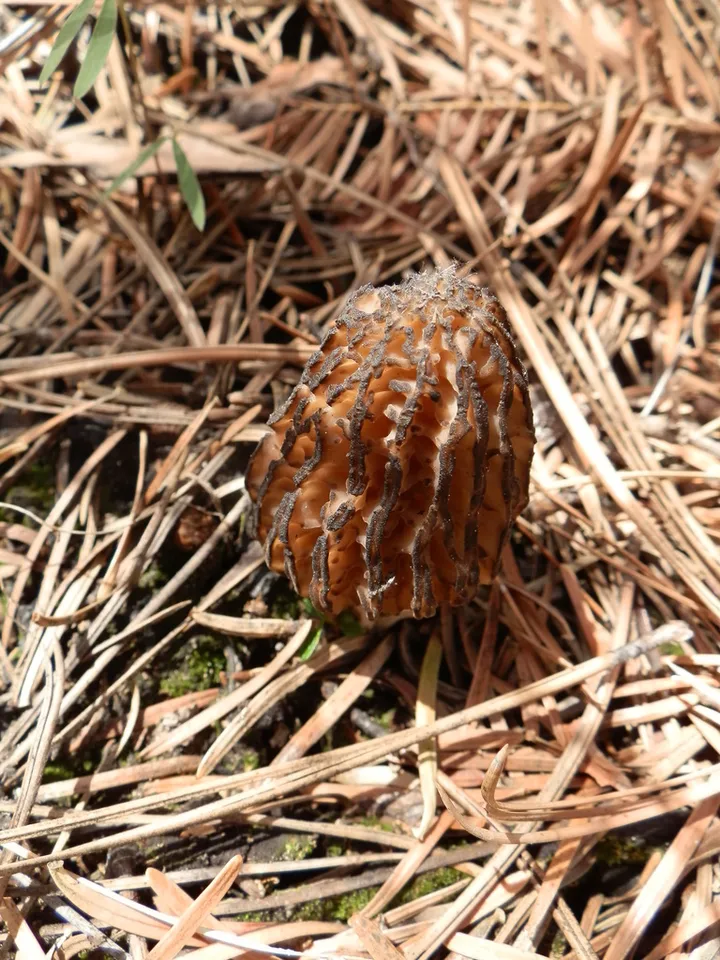 Foto yang diasosiasikan dengan Morchella sextelata pada iNaturalist