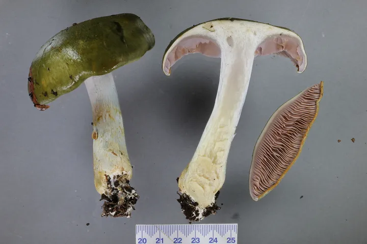Foto yang diasosiasikan dengan Cortinarius viridipileatus pada iNaturalist