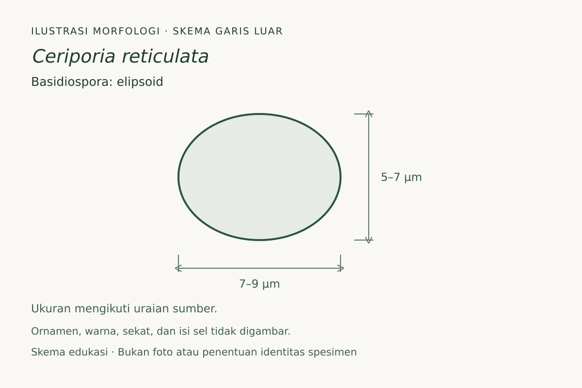 Skema garis luar basidiospora Ceriporia reticulata: elipsoid, ukuran 7–9 × 5–7 µm