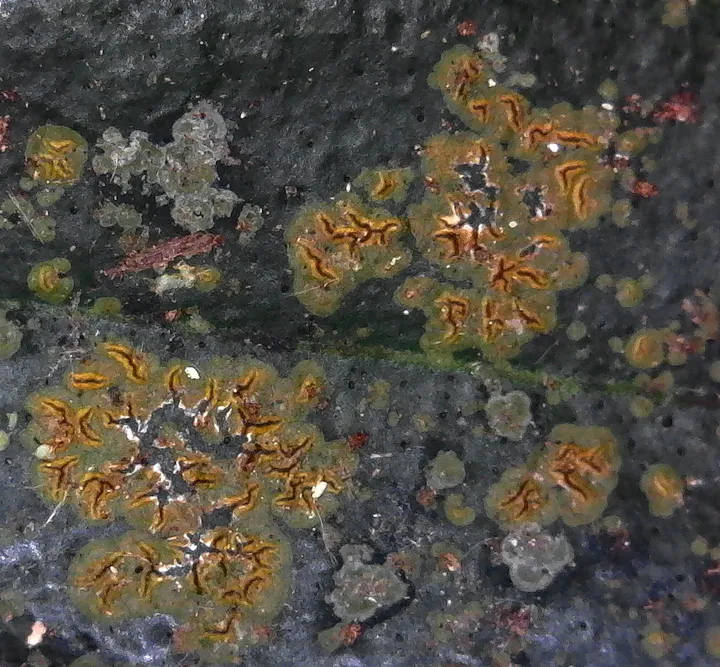 Foto yang diasosiasikan dengan Enterographa bella pada iNaturalist
