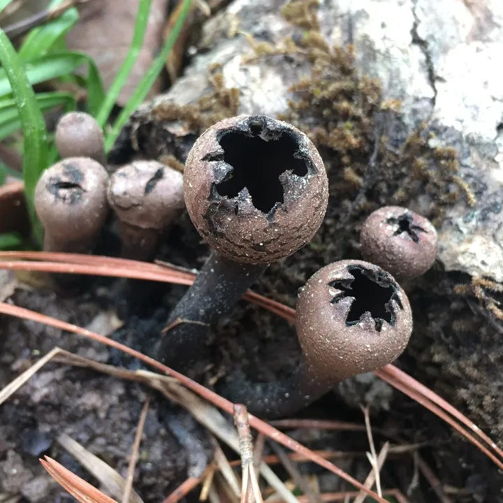 Foto yang diasosiasikan dengan Urnula craterium pada iNaturalist