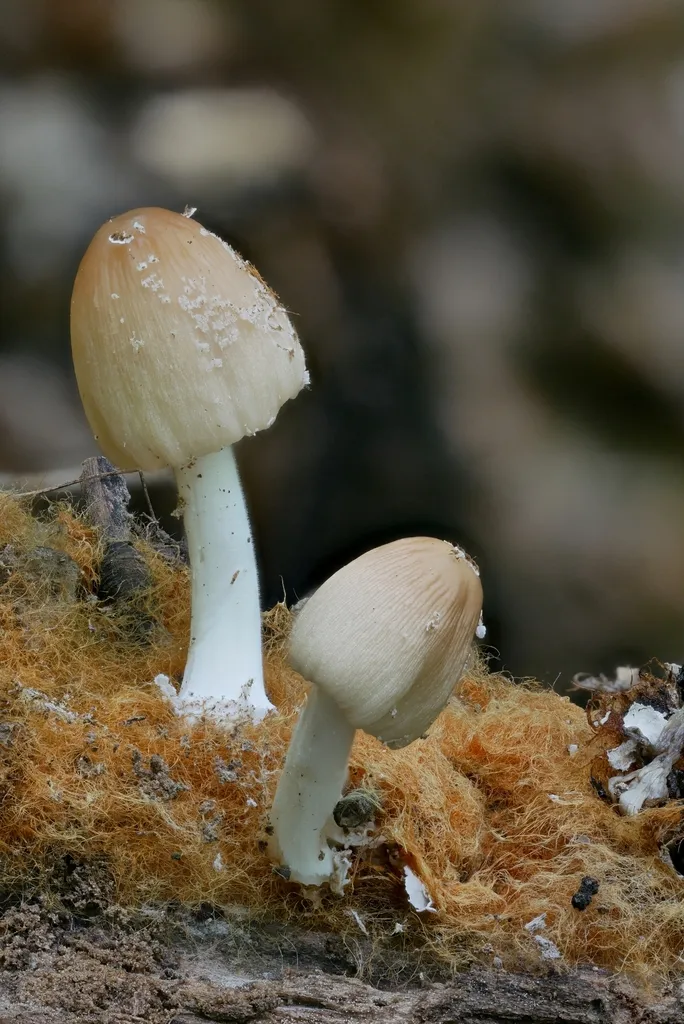Foto yang diasosiasikan dengan Coprinellus radians pada iNaturalist