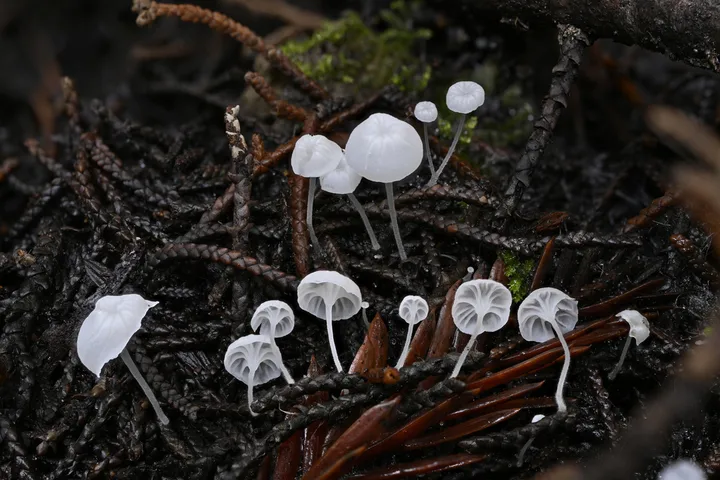Foto yang diasosiasikan dengan Hemimycena hirsuta pada iNaturalist