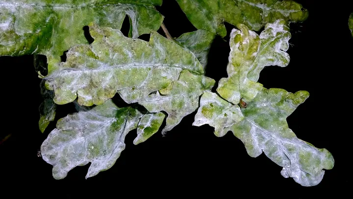 Foto yang diasosiasikan dengan Erysiphe alphitoides pada iNaturalist