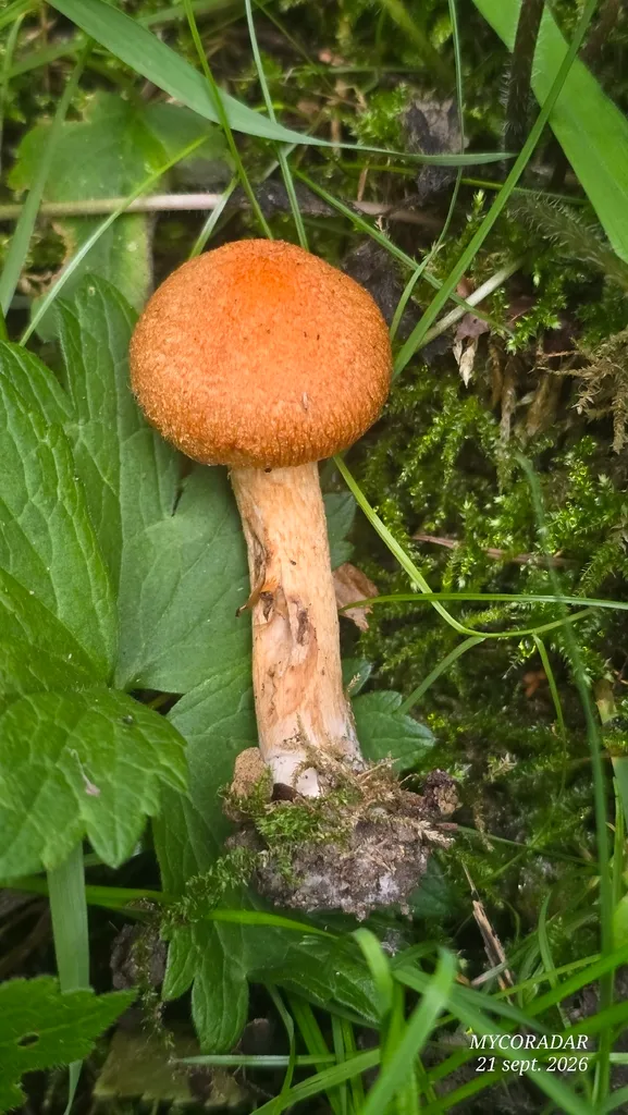 Foto yang diasosiasikan dengan Lacrymaria pyrotricha pada iNaturalist
