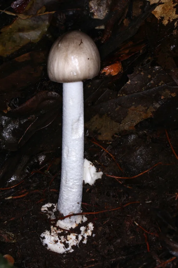 Foto yang diasosiasikan dengan Amanita arocheae pada iNaturalist