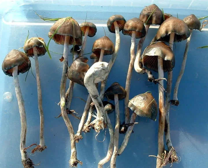 Foto yang diasosiasikan dengan Psilocybe baeocystis pada iNaturalist