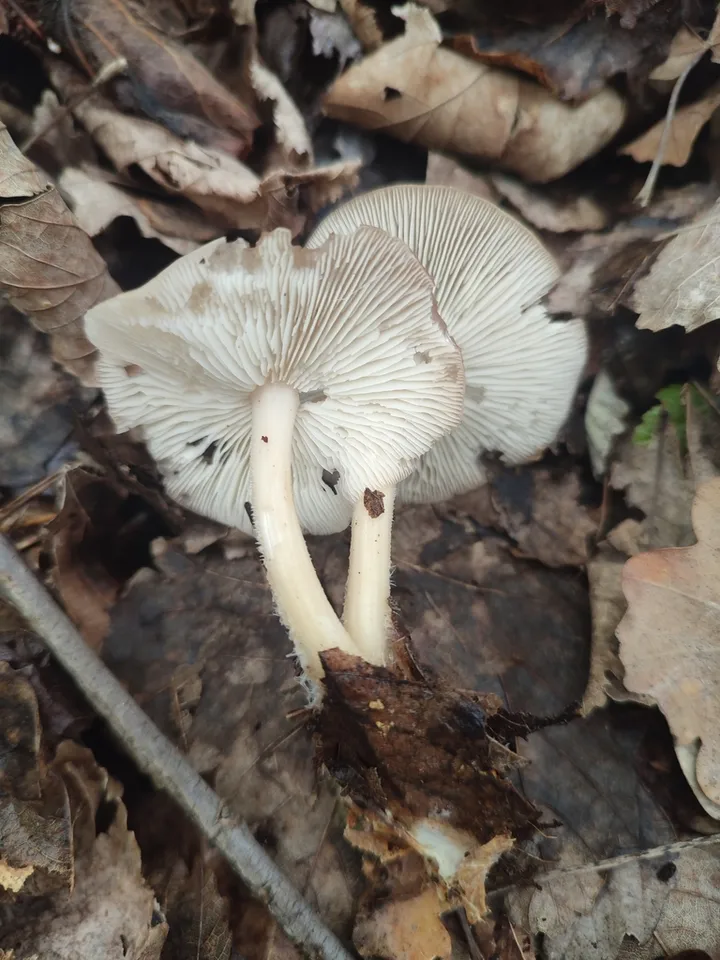 Foto yang diasosiasikan dengan Gymnopus hariolorum pada iNaturalist