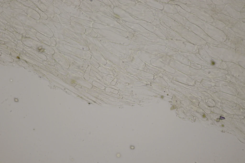 Mikrograf struktur yang diasosiasikan dengan Entoloma ameides pada iNaturalist