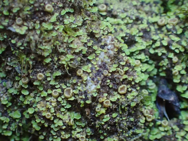 Foto yang diasosiasikan dengan Psoroma asperellum pada iNaturalist