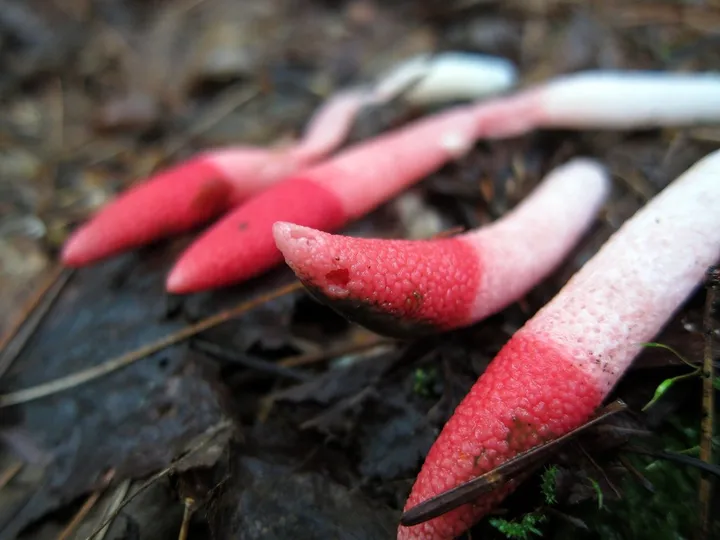 Foto yang diasosiasikan dengan Mutinus ravenelii pada iNaturalist