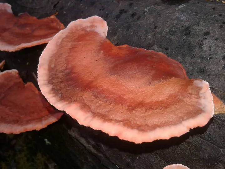 Foto yang diasosiasikan dengan Trametes coccinea pada iNaturalist