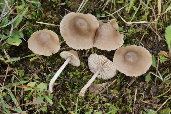 Foto yang diasosiasikan dengan Entoloma ameides pada iNaturalist