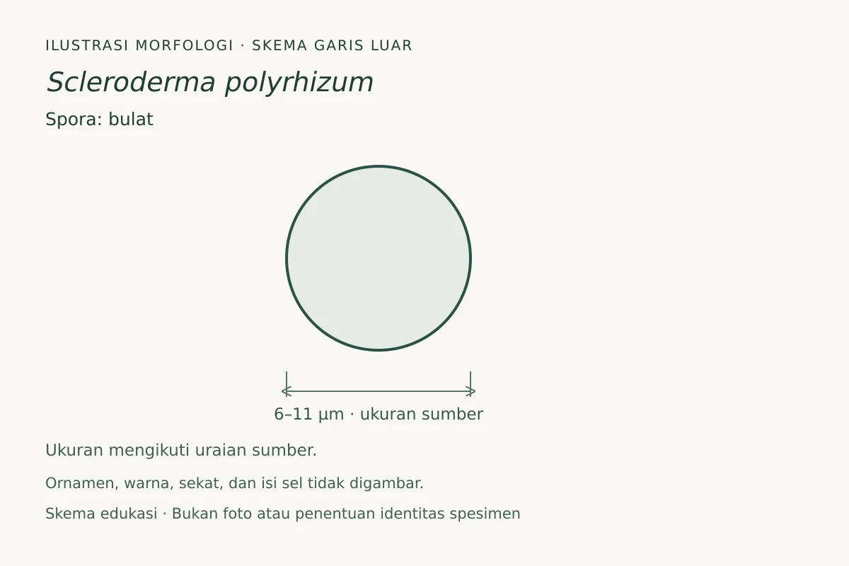 Skema garis luar spora Scleroderma polyrhizum: bulat, ukuran 6–11 µm
