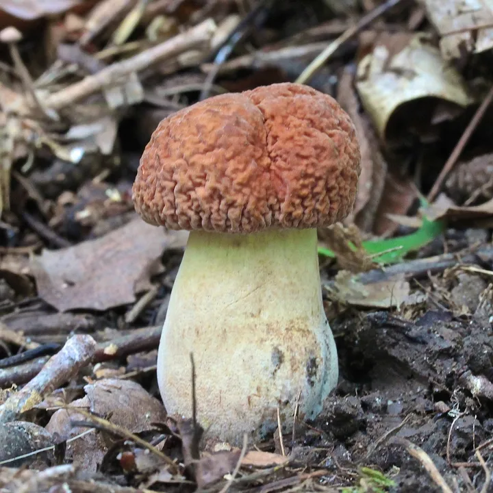 Foto yang diasosiasikan dengan Hemileccinum hortonii pada iNaturalist