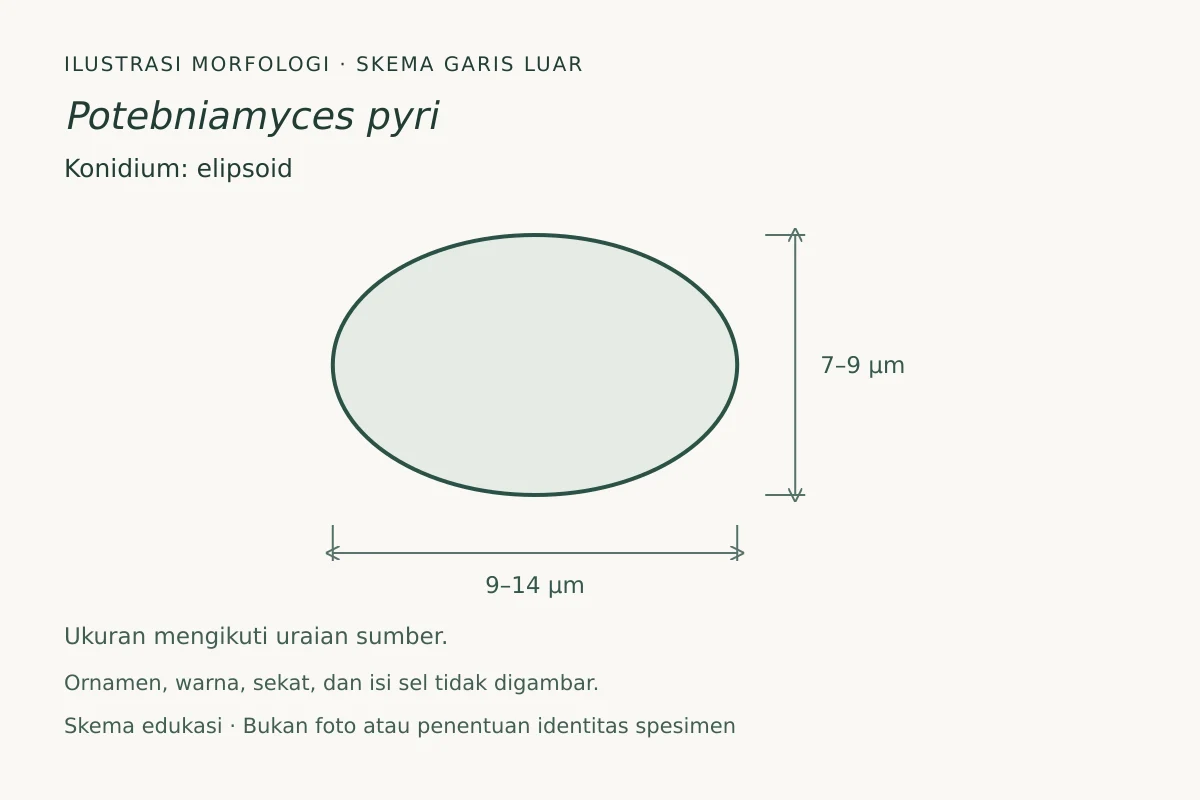 Skema garis luar konidium Potebniamyces pyri: elipsoid, ukuran 9–14 × 7–9 µm
