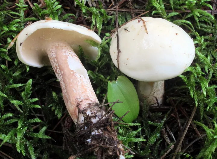 Foto yang diasosiasikan dengan Suillus placidus pada iNaturalist
