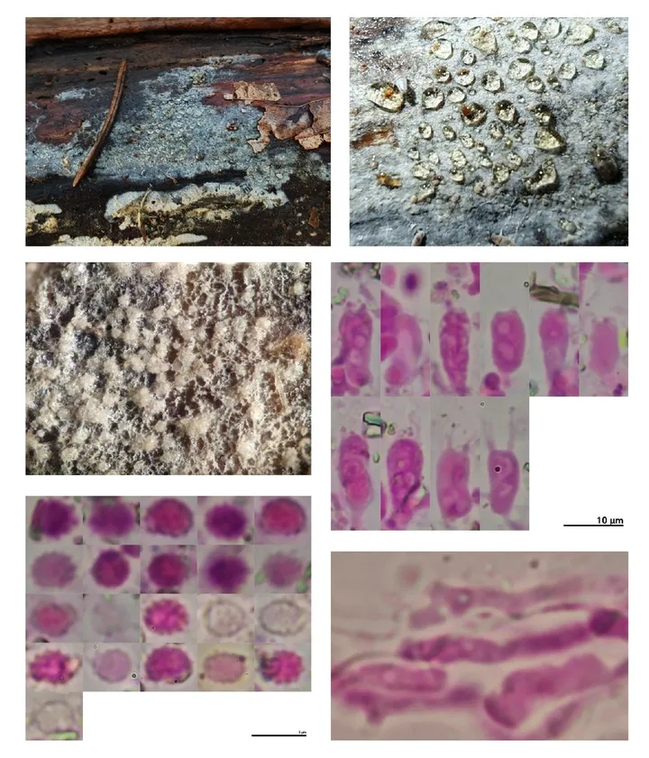 Foto yang diasosiasikan dengan Xenasma tulasnelloideum pada iNaturalist