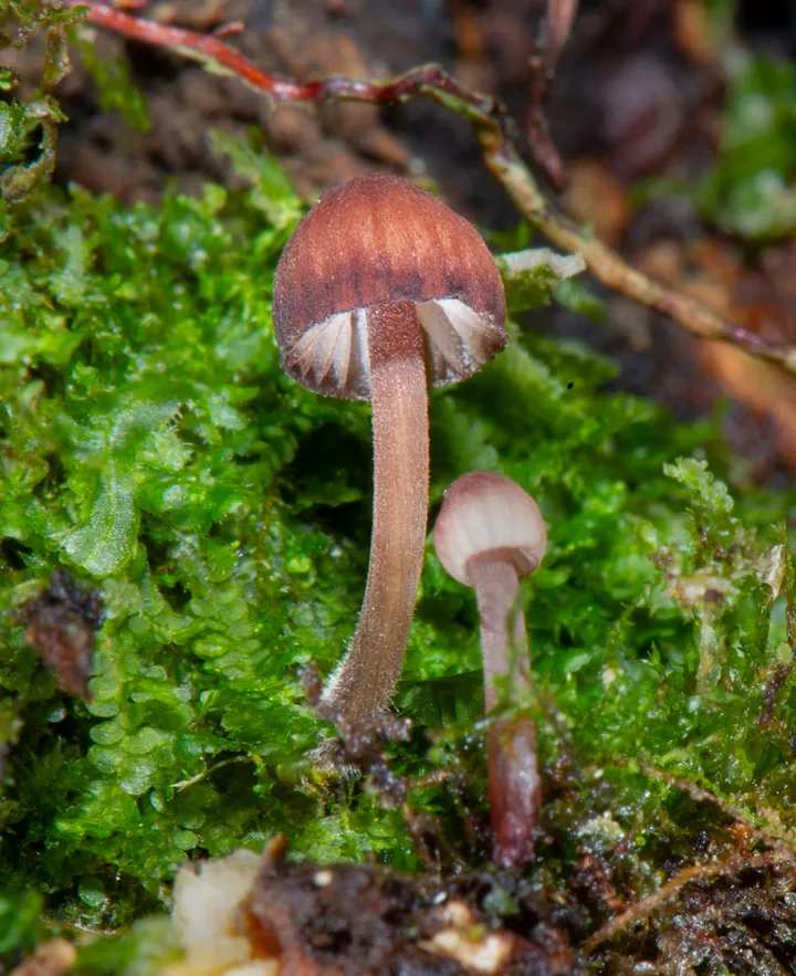 Foto yang diasosiasikan dengan Mycena nebula pada iNaturalist