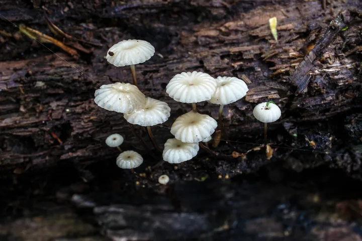 Foto yang diasosiasikan dengan Marasmius rotula pada iNaturalist