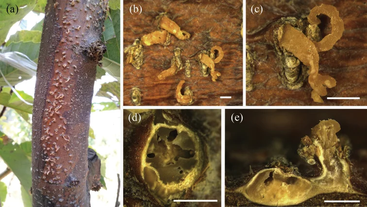 Pelat ilmiah Gnomoniopsis chinensis menurut sumber