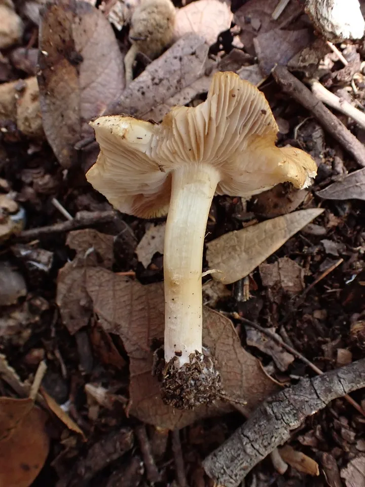 Foto yang diasosiasikan dengan Inocybe aeruginascens pada iNaturalist