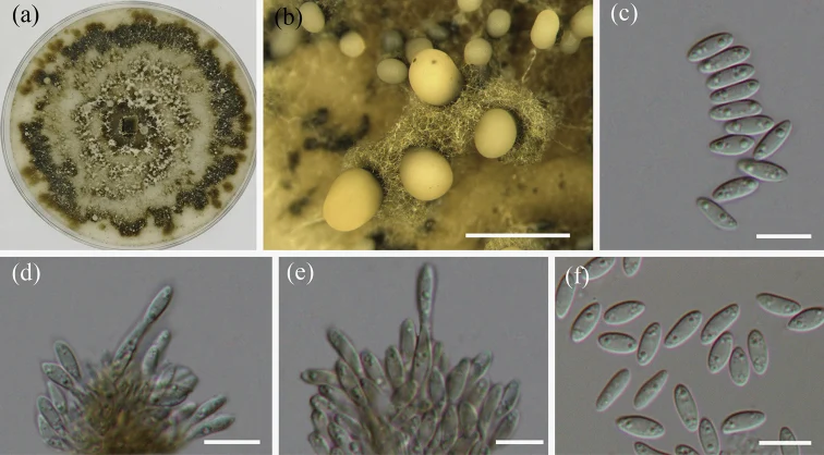 Pelat ilmiah Gnomoniopsis chinensis menurut sumber