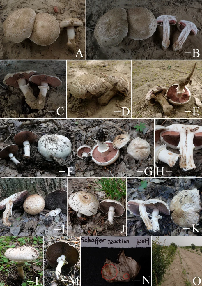 Pelat ilmiah Agaricus bisporus menurut sumber
