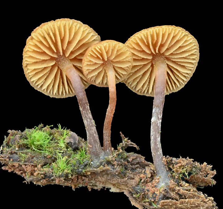 Foto yang diasosiasikan dengan Galerina triscopa pada iNaturalist