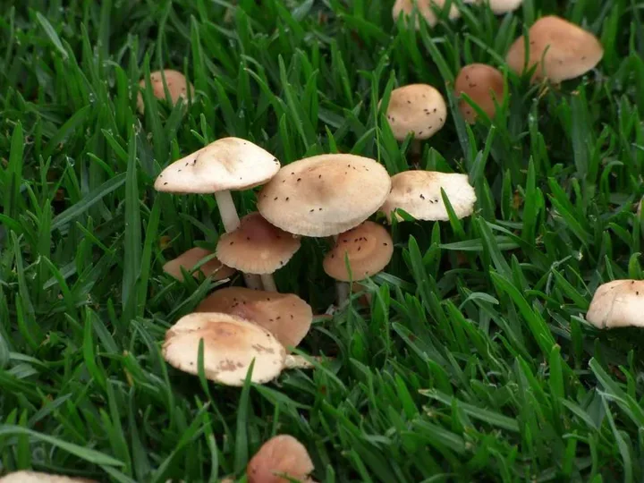 Foto yang diasosiasikan dengan Marasmius oreades pada iNaturalist