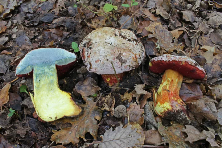 Foto yang diasosiasikan dengan Rubroboletus rhodoxanthus pada iNaturalist