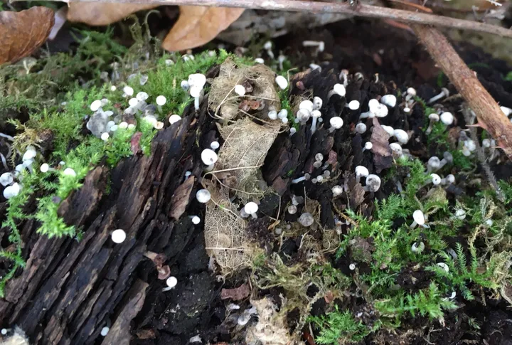 Foto yang diasosiasikan dengan Cudoniella acicularis pada iNaturalist