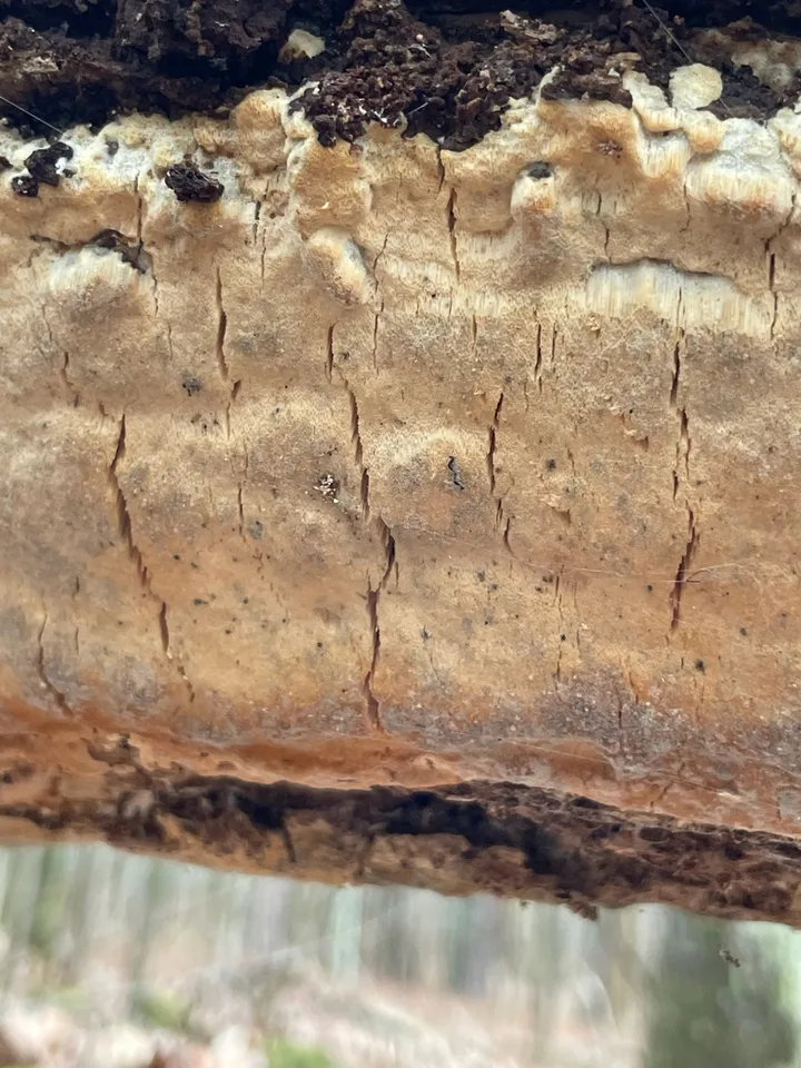 Foto yang diasosiasikan dengan Poriella subacida pada iNaturalist