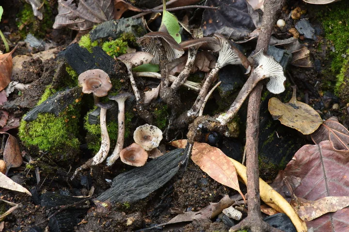 Foto yang diasosiasikan dengan Faerberia carbonaria pada iNaturalist